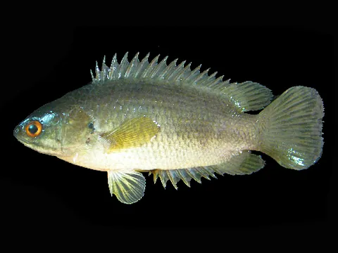 climbing perch: anabas testudineus, native to Asia