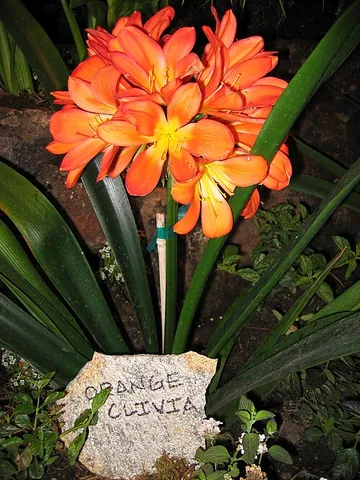 clivia: any plant of the genus Clivia, native to southern Africa