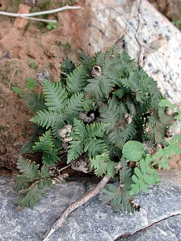 cloak fern: any of the ferns of the genus Notholaena