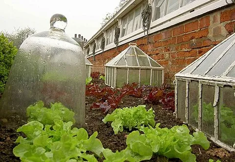cloche: a glass covering, originally bell-shaped, for garden plants to prevent frost damage and promote...