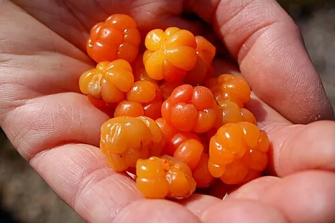cloudberry: a species of slow-growing bramble, Rubus chamaemorus