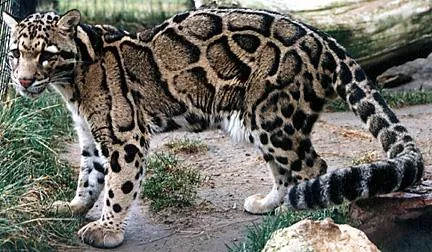 clouded leopard: a mainland clouded leopard, a medium-sized, arboreal cat of species Neofelis nebulosa, found in...