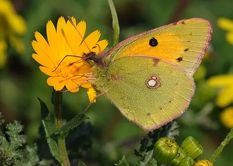 clouded yellow: a bright yellow butterfly, Colias croceus, of the family Pieridae