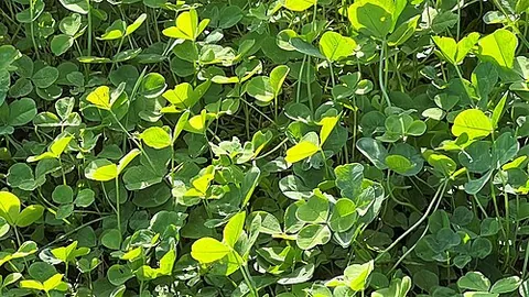 cloverleaf: in the form of the leaf of a clover plant; cloverleafed