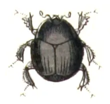 clown beetle: any beetle of the family Histeridae