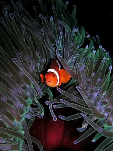 clownfish: any of the colorful fish of genera Amphiprion and Premnas in subfamily Amphiprioninae of family...