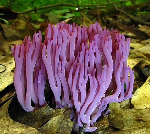 club fungus: any member of certain species of Basidiomycota characterized by branched, club-shaped sporophores...