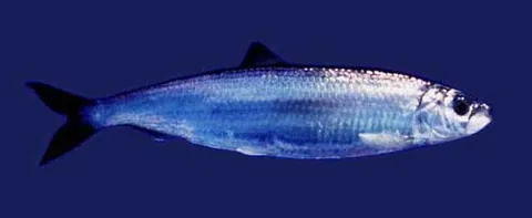 clupeid: any of many soft-finned fish of the family Clupeidae