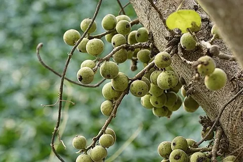 cluster fig: ficus racemosa, a species of plant native to India, southeast Asia, and Australia