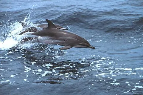 clymene dolphin: a dolphin (Stenella clymene) endemic to the Atlantic Ocean that is the only confirmed case of...