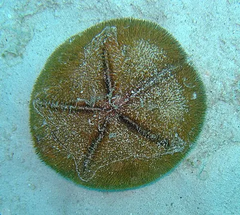 clypeastroid: like or related to the genus Clypeaster (order Clypeasteroida) of flattened sea urchins, with a...