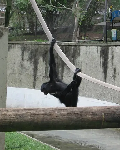 coaita: spider monkey