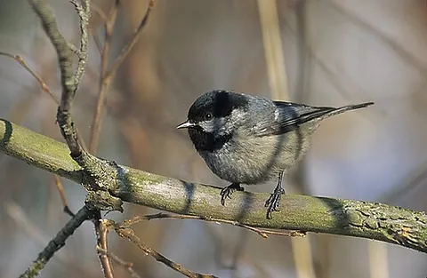 coal tit: one of the smallest birds of the tit family Paridae (Periparus ater), with a black cap, white nape...