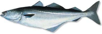 coalfish: any of several blackish fish, especially Pollachius virens, a pollack, and Anoplopoma fimbria,...