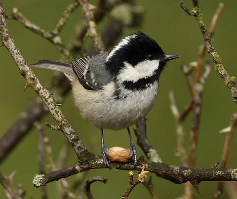 coalmouse: any member of the species Periparus ater of small titmouses with a black head; a coaltit