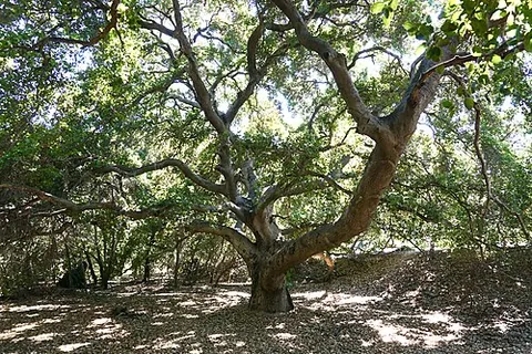 coast live oak: any of species Quercus agrifolia, an evergreen oak with cupped, holly-like leaves native to areas...