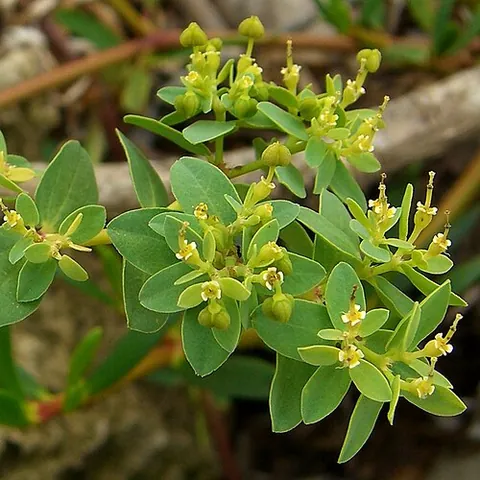 coast spurge: a type of shrub native to the Caribbean, of species Euphorbia mesembryanthemifolia