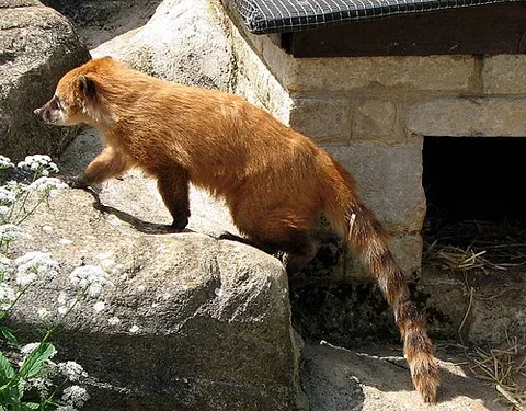 coati: any of several omnivorous mammals, of the genus Nasua, that live in the range from the southern...