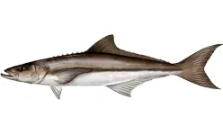cobia: a perciform marine fish of species Rachycentron canadum