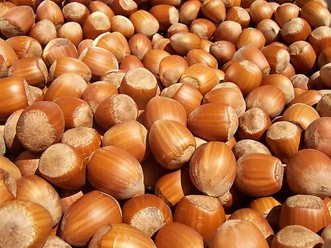 cobnut: a nut of a common hazel (Corylus avellana); hazelnut
