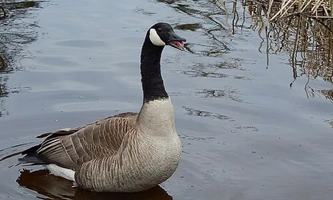 cobra chicken: a Canada goose (Branta canadensis)