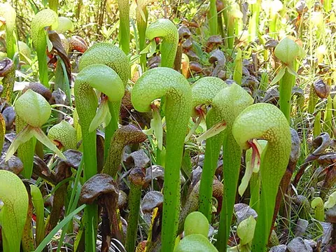 cobra lily: a carnivorous plant native to northern California and southern Oregon, Darlingtonia californica