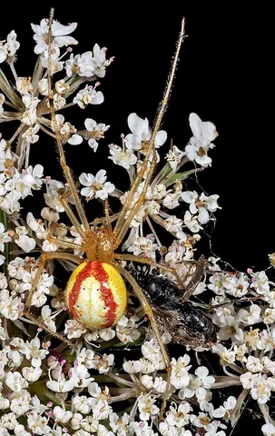 cobweb spider: any spider of the world-spanning family Theridiidae, that build tangle space webs and have a comb...