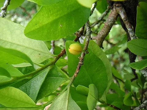 coca: any of the four cultivated plants which belong to the family Erythroxylaceae, native to western...