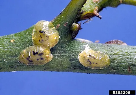 coccid: any of very many scale insects (including mealybugs) of the superfamily Coccoidea; especially an...