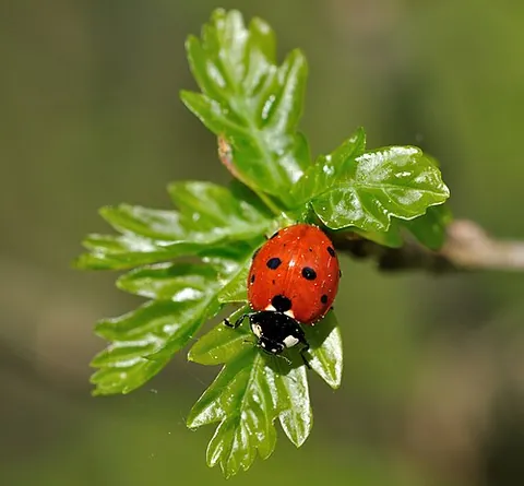 coccinellid: any species of the ladybird family Coccinellidae