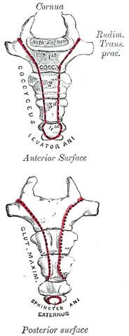 coccyx: the final (bottom-most) fused vertebrae at the base of the spine, the tailbone