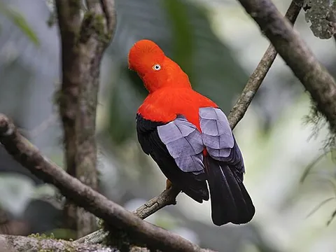cock-of-the-rock: any tropical bird of the genus Rupicola