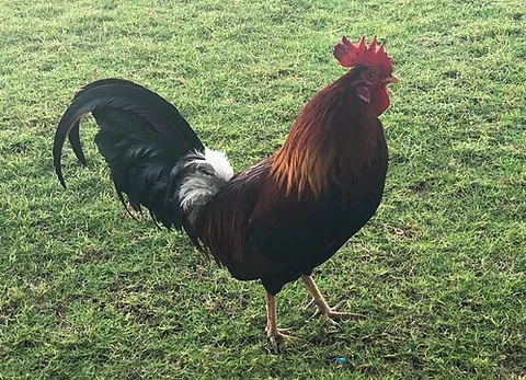 cock: a rooster: a male gallinaceous bird, especially a male domestic chicken (Gallus gallus domesticus)