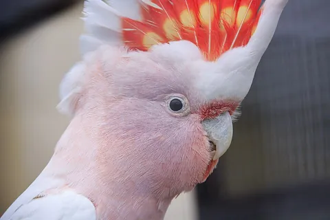 cockatoo: a bird of the family Cacatuidae with a curved beak and a zygodactyl foot