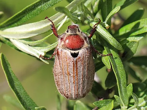 cockchafer: any of the large European beetles from the genus Melolontha that are destructive to vegetation