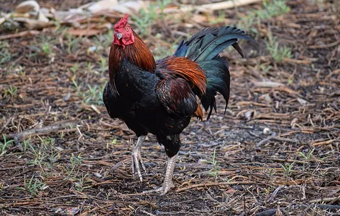 cockerel: a young male chicken