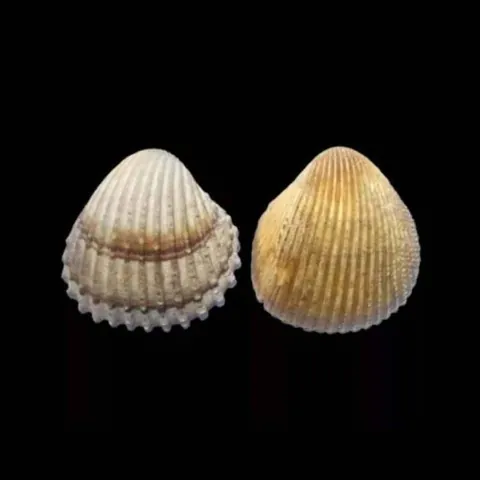 cockle: any of various edible European bivalve mollusks, of the family Cardiidae, having heart-shaped shells