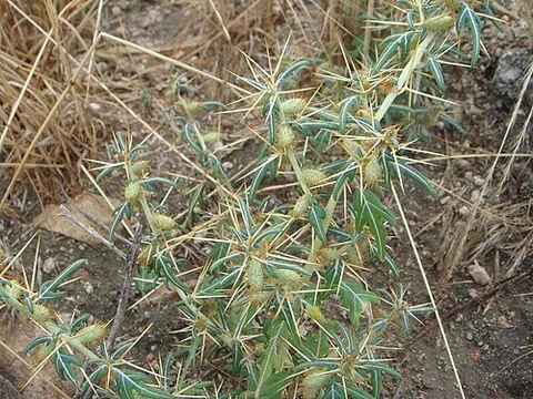 cocklebur: any of the coarse composite weeds of the genus Xanthium, with a prickly fruit