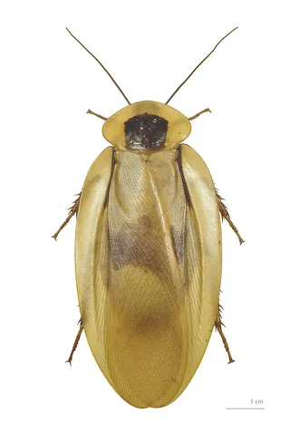 cockroach: any black or brown straight-winged insect of the order Blattodea that is not a termite