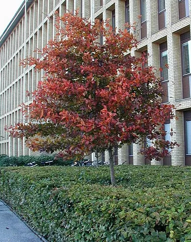 cockspur hawthorn: a broad North American tree, with edible fruit, often grown ornamentally and used in horticulture;...