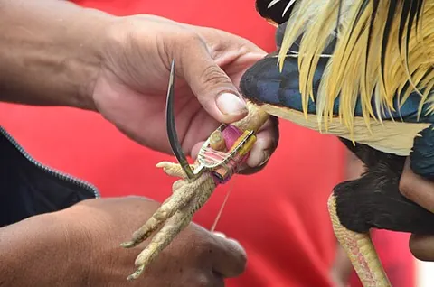 cockspur: a blade for tying to the foot of a gamecock