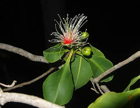 cocky apple: planchonia careya, an Australian fruit tree of the Brazil nut family (Lecythidaceae)