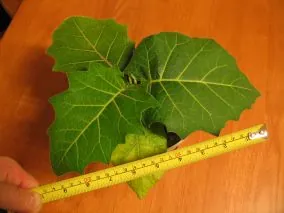 cocona: a tropical shrub, Solanum sessiliflorum, grown for its edible fruit