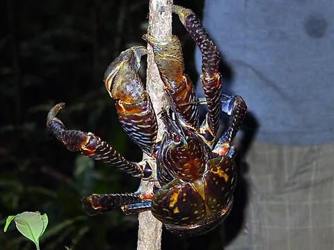 coconut crab: any of the species Birgus latro of large, terrestrial hermit crabs which live on the shores of the...