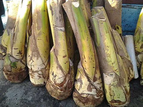 coconut heart: from the inside of its stem