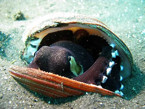 coconut octopus: a tropical species of octopus, Amphioctopus marginatus