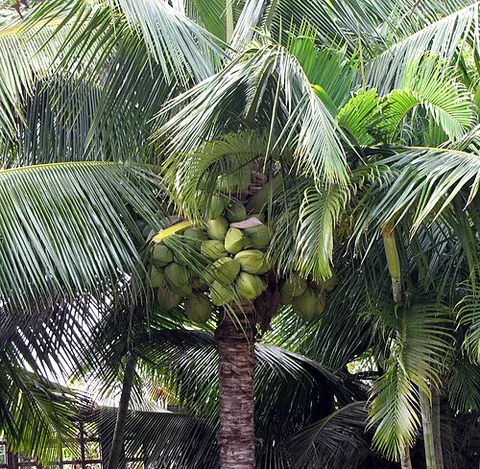 coconut palm: the tropical palm tree Cocos nucifera, having feathery leaves and bearing coconuts