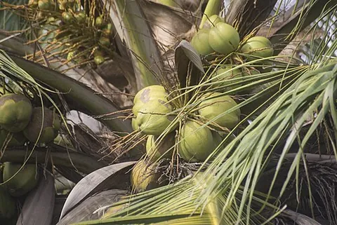 coconut spider: large fanciful spiders with coconuts forming the body and root-like growths forming the legs