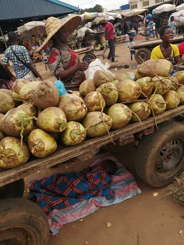 coconut: a fruit of the coconut palm (not a true nut), Cocos nucifera, having a fibrous husk surrounding a...