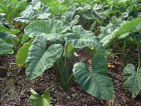 cocoyam: new cocoyam: Xanthosoma, particularly Xanthosoma sagittifolium, or the edible root of that plant;...
